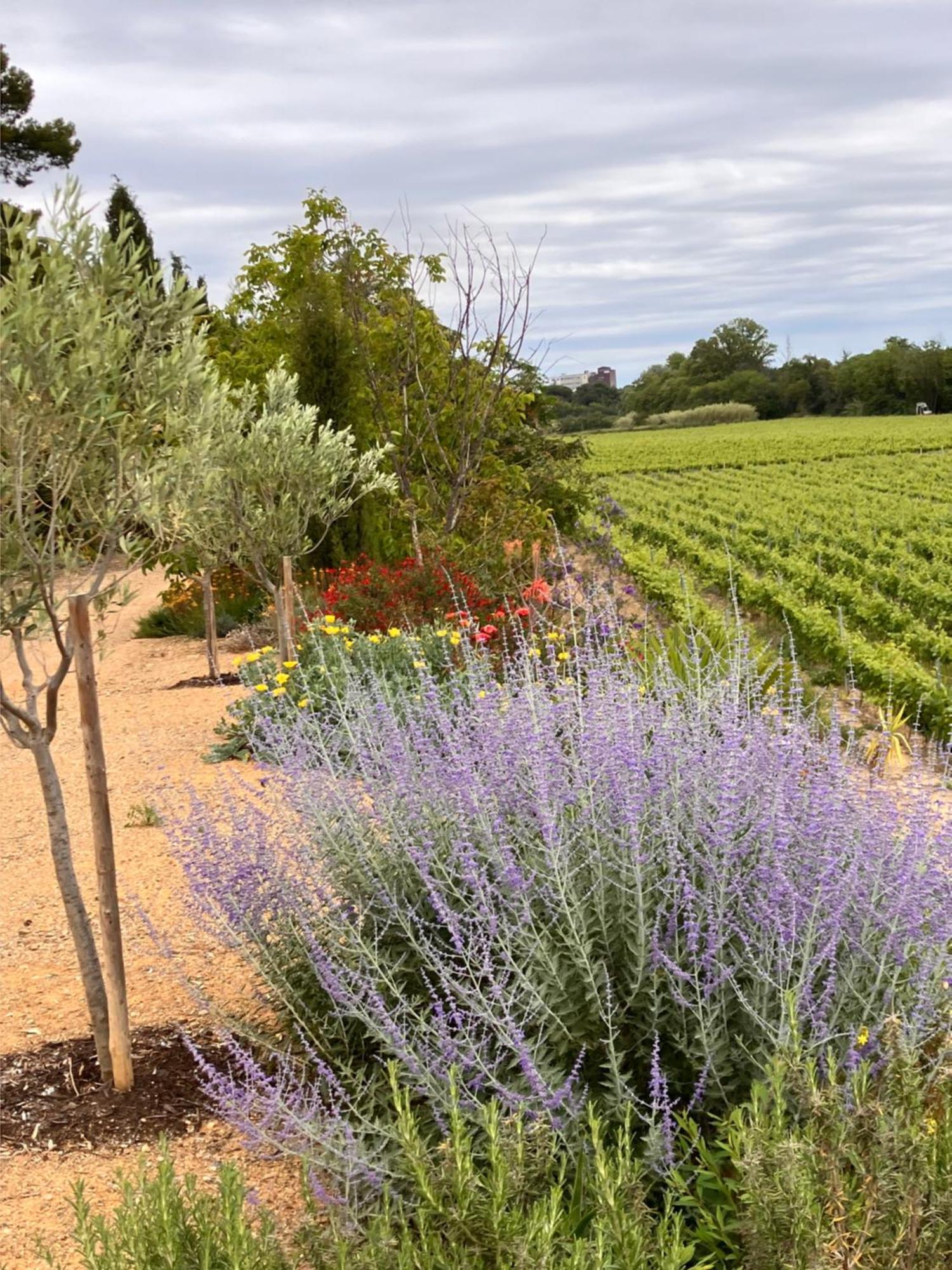 Domaine De L'Herbe Sainte Mirepeisset Buitenkant foto