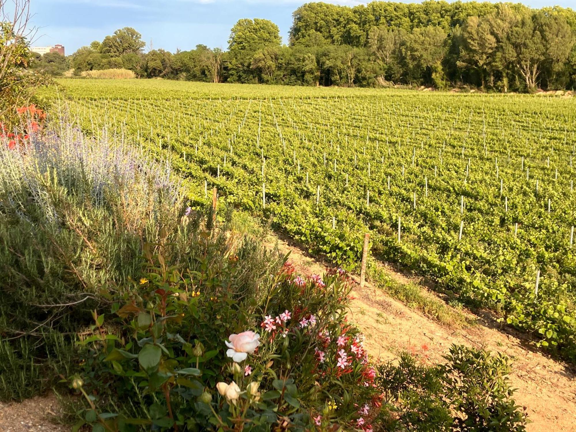 Domaine De L'Herbe Sainte Mirepeisset Buitenkant foto